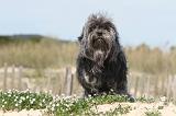 PETIT CHIEN LION 075